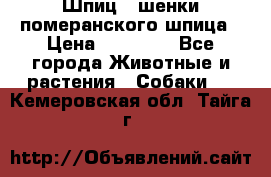 Шпиц - шенки померанского шпица › Цена ­ 20 000 - Все города Животные и растения » Собаки   . Кемеровская обл.,Тайга г.